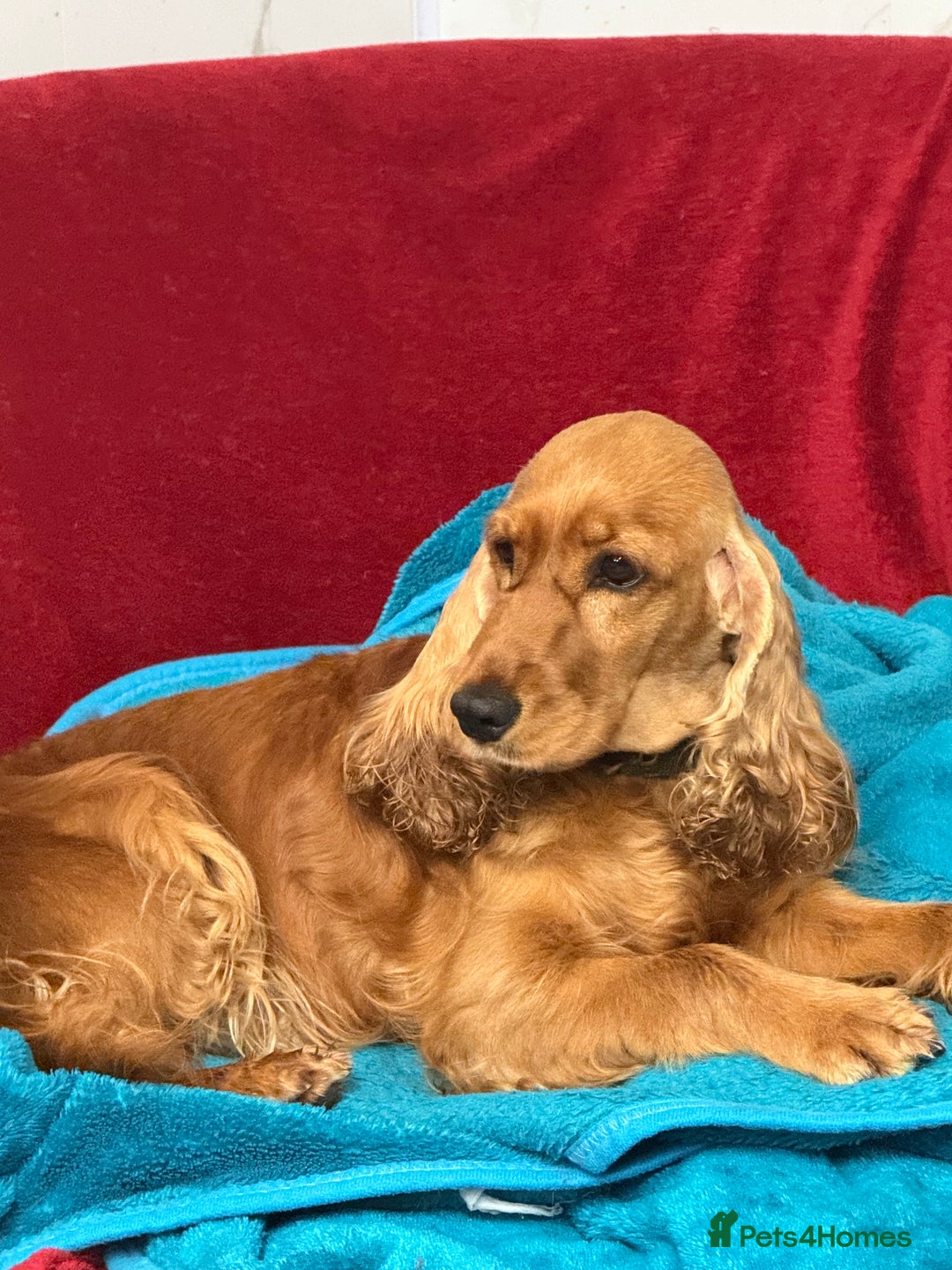 Cocker Spaniel dogs for adoption: Hazel’s Story: Left Behind, Fighting to Survive - Image 5
