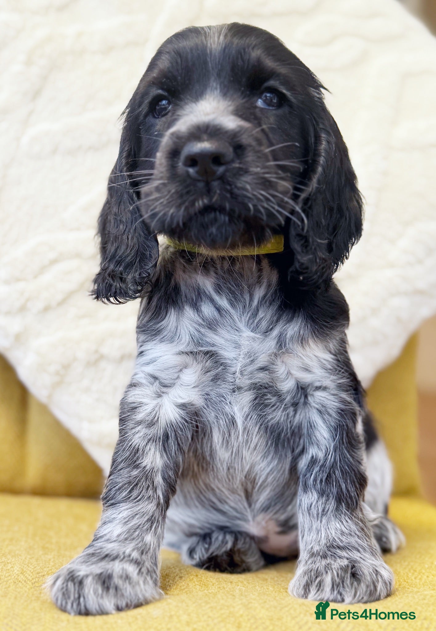 Cocker Spaniel dogs Sykehead cocker spaniels KC comprehensive health - Advert 2