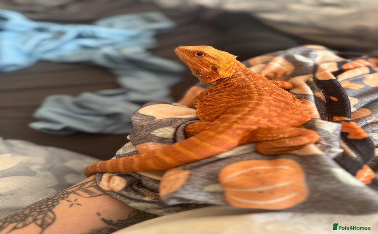 Bearded Dragon reptiles - Advert 2