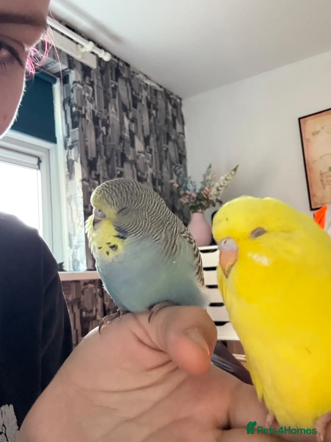 Budgerigars birds for sale: Two Young Male Budgies and Cage - Advert 2