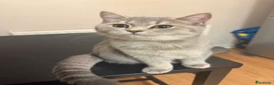 British Shorthair 3