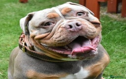 Olde English Bulldogge dogs for stud: NEBBR REGISTERED OLDE ENGLISH BULLDOGGE STUD in Worcester - Image 6