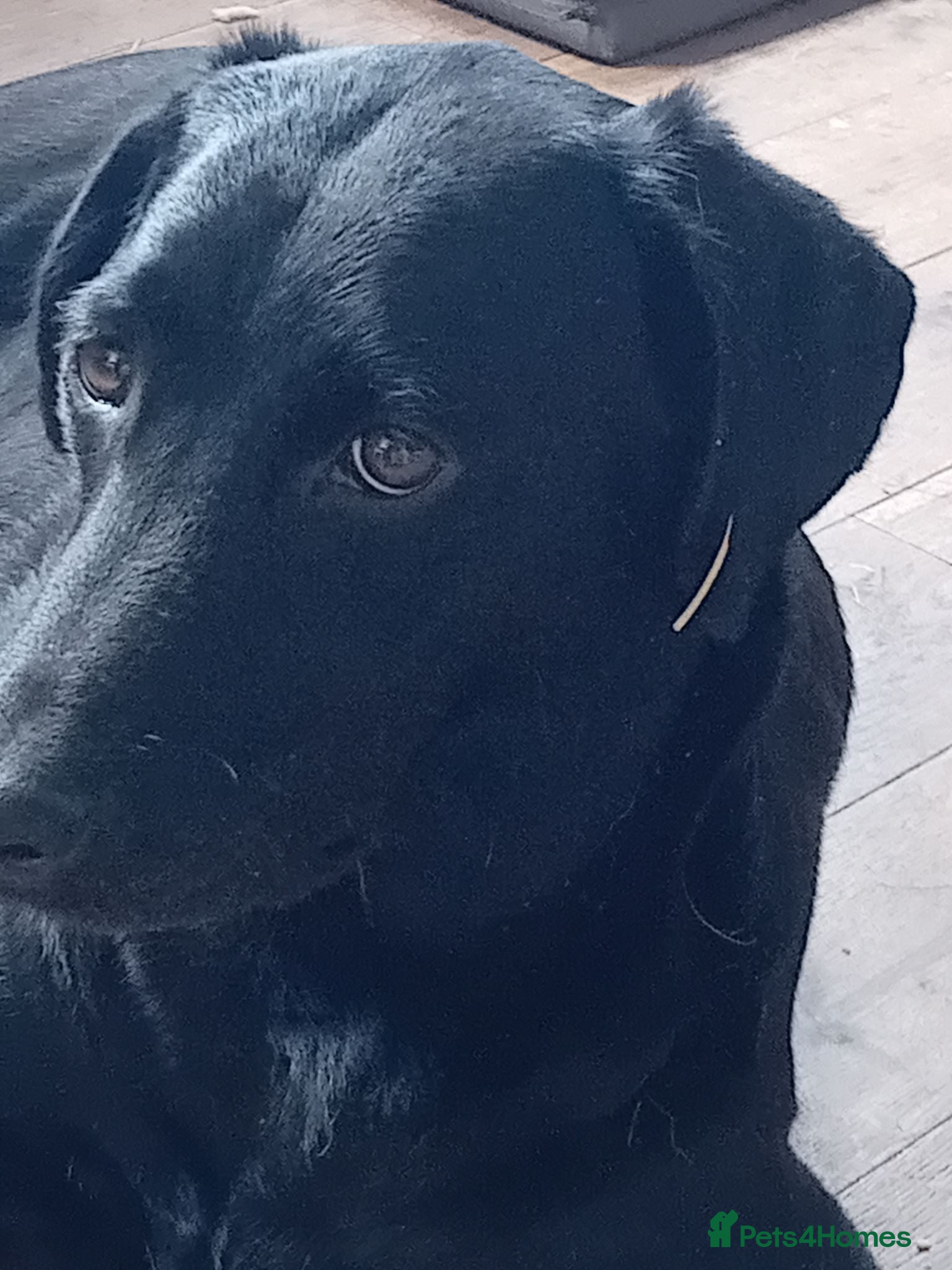 Labrador Retriever dogs Labrador pups for sale black and fox red.  - Advert 2