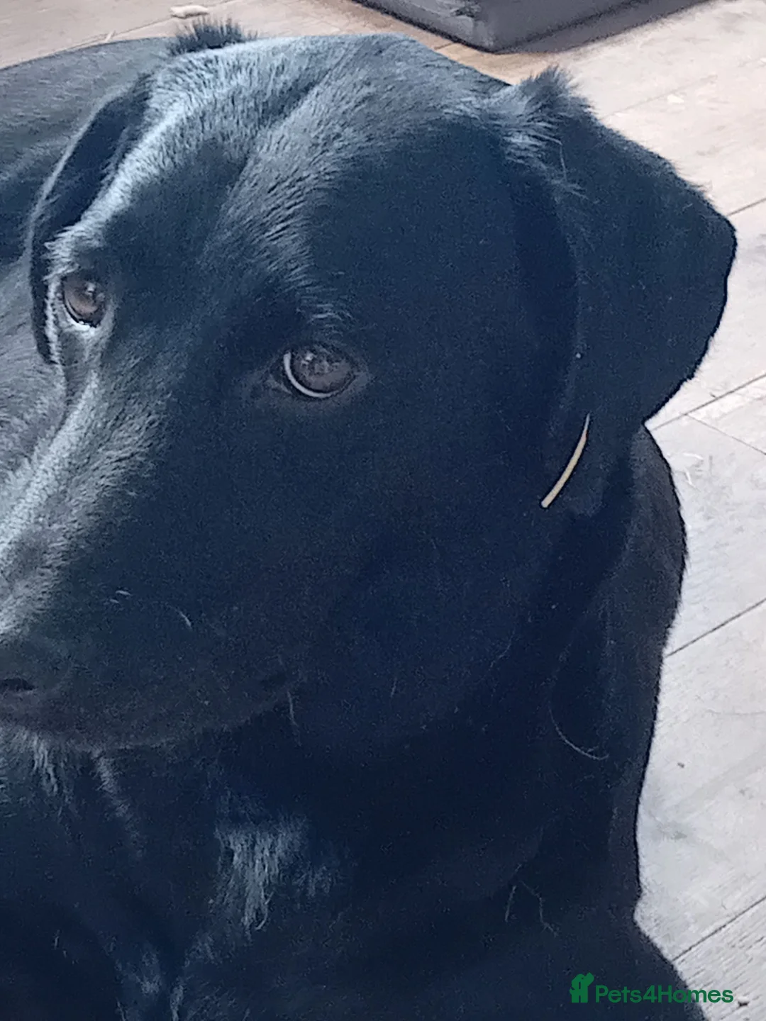 Labrador Retriever dogs for sale: Labrador pups for sale black and fox red.  - Advert 1