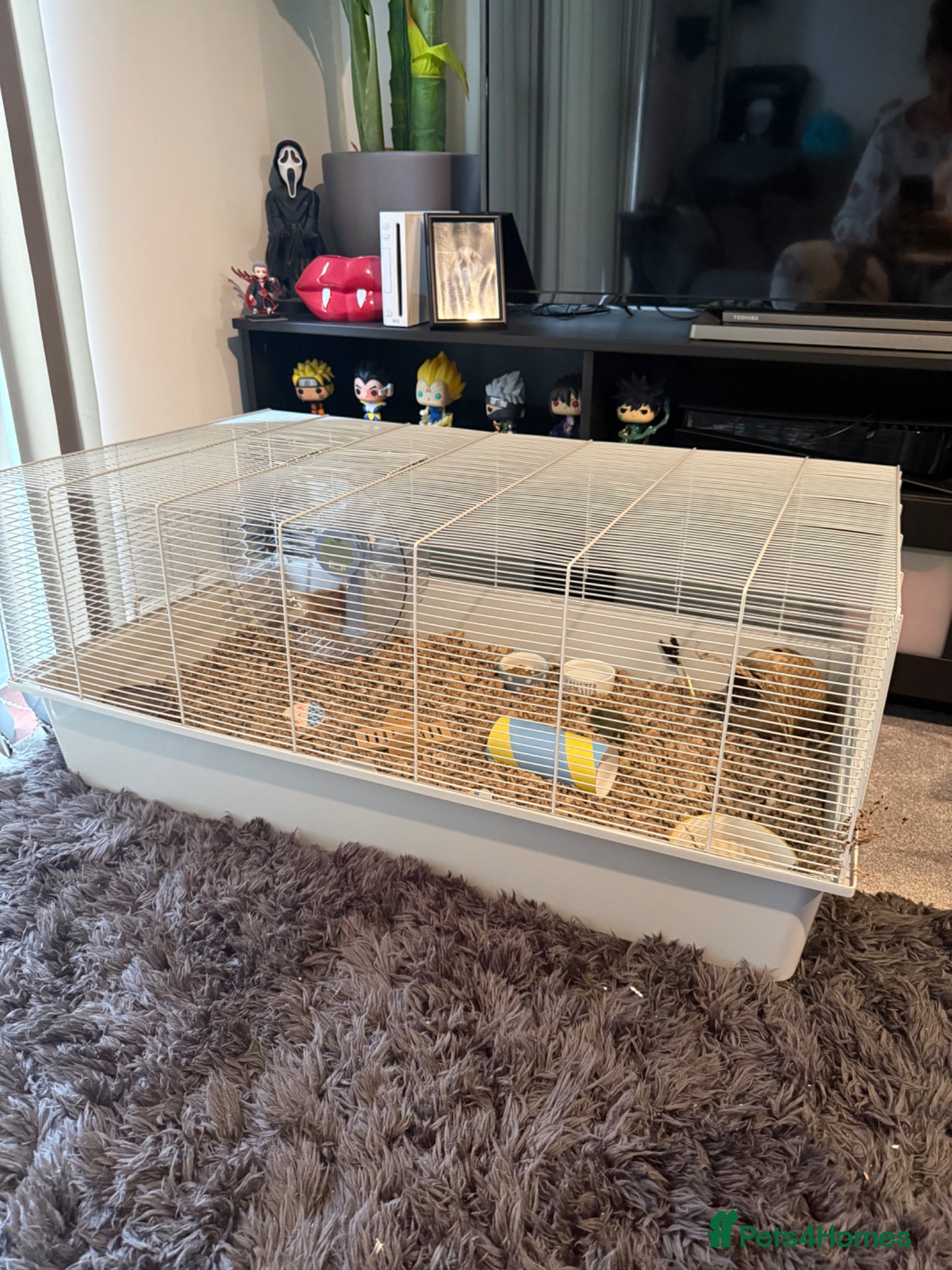 Hamster rodents Syrian hamster and full set up  - Advert 7
