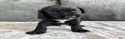Mixed Breed dogs for sale: READY TO LEAVE NOW!  - Advert 10