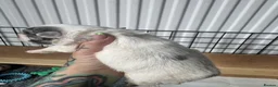French Bulldog dogs for sale: French bulldogs all visual fluffys - Advert 3