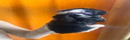 Biewer Terrier dogs for sale: 5 beautiful puppies  - Advert 13