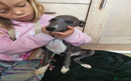 Whippet dogs for sale: Stunning quality blue whippets  - Image 12
