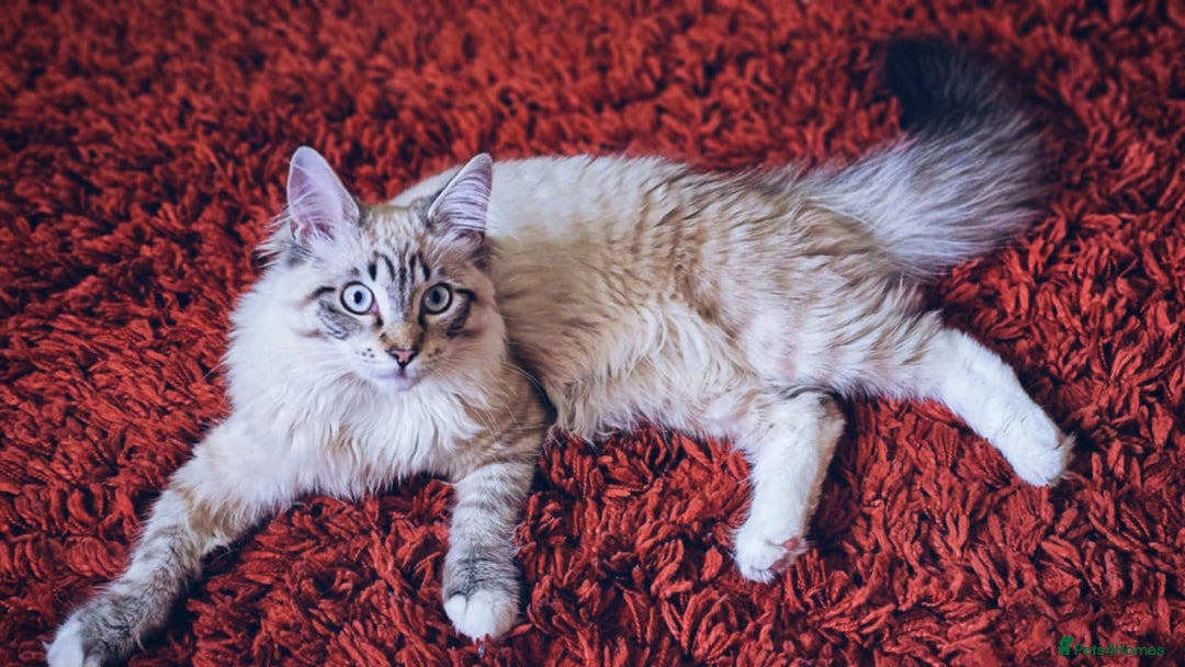 Mixed Breed cats for sale: Female ragdoll x maincoon - Image 5