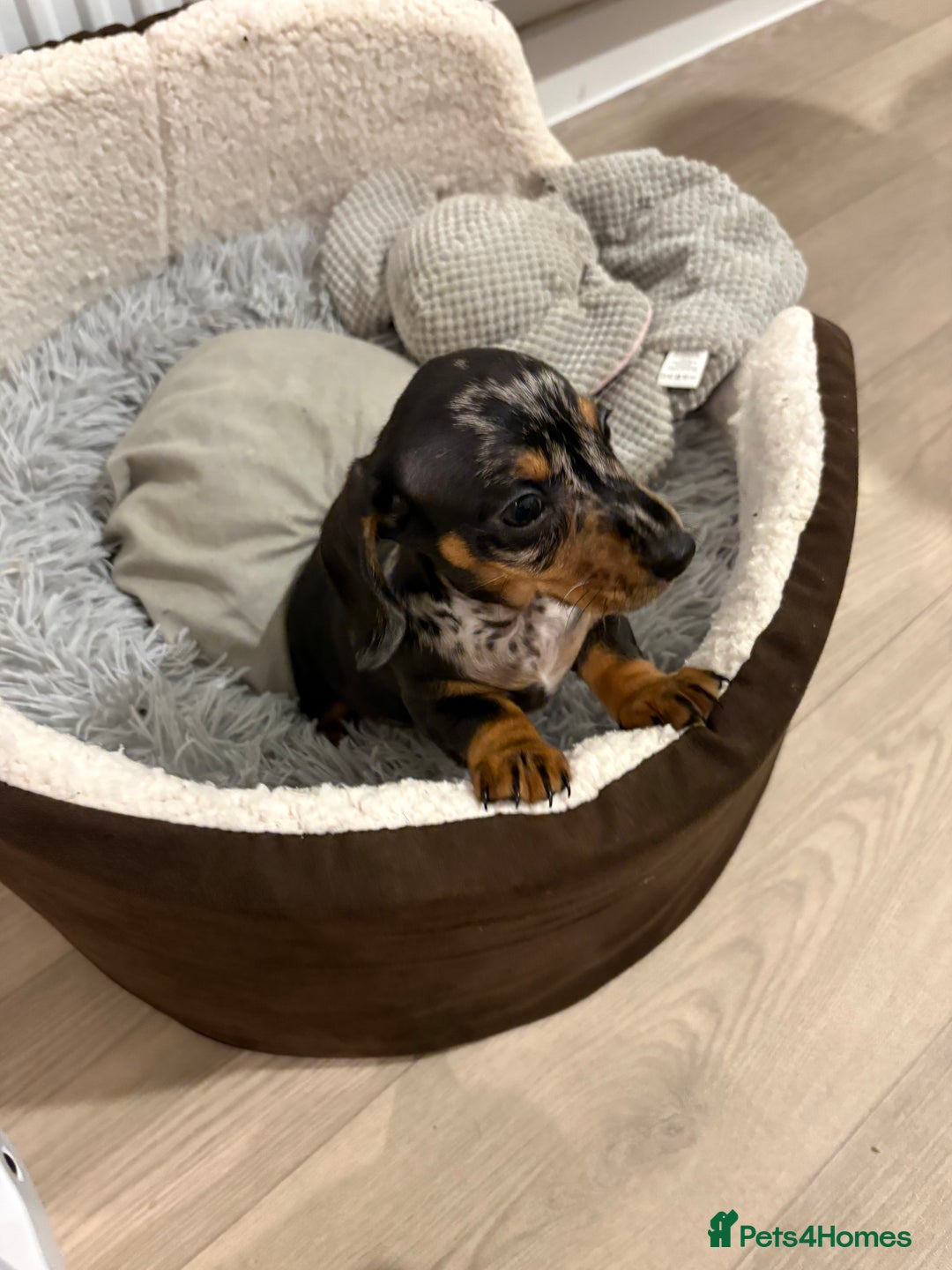 Miniature Dachshund dogs for sale: READY TO LEAVE KC Pedigree Miniature dachshunds - Advert 22