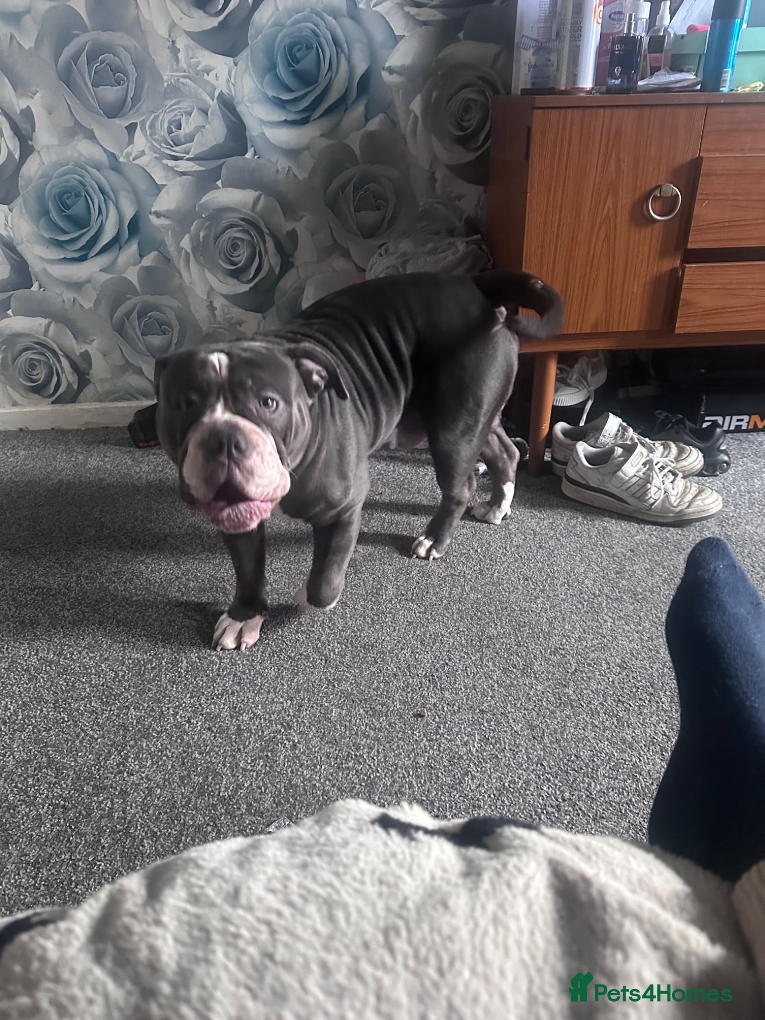 Olde English Bulldogge dogs Male OEB looking for his forever home - Advert 4