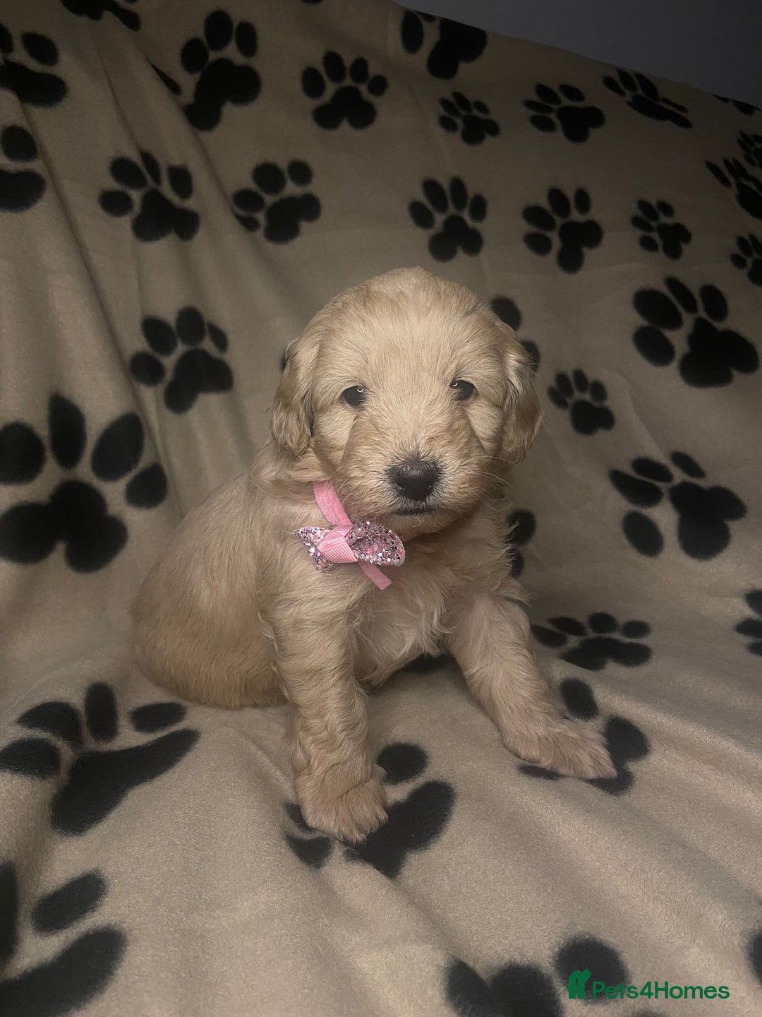 Cavapoochon dogs for sale: 6 Gorgeous Cavapoochon Puppies  - Image 6