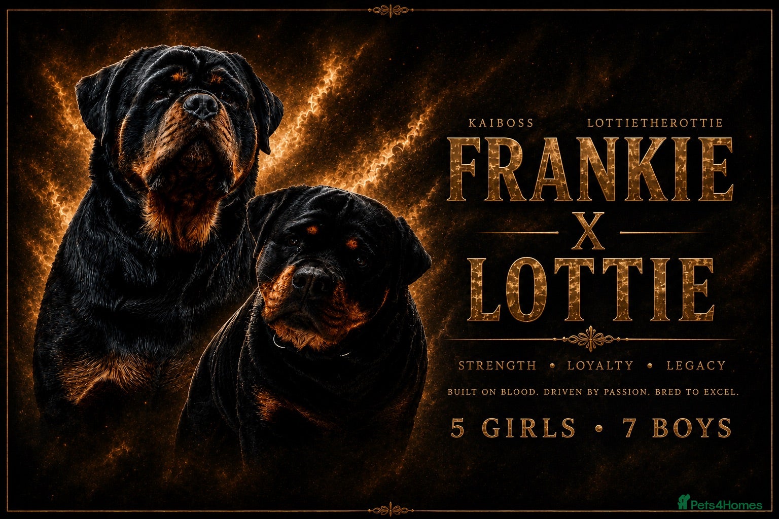 Rottweiler dogs Amazing Rottweiler litter of 12 5 girls 7 boys  - Advert 1