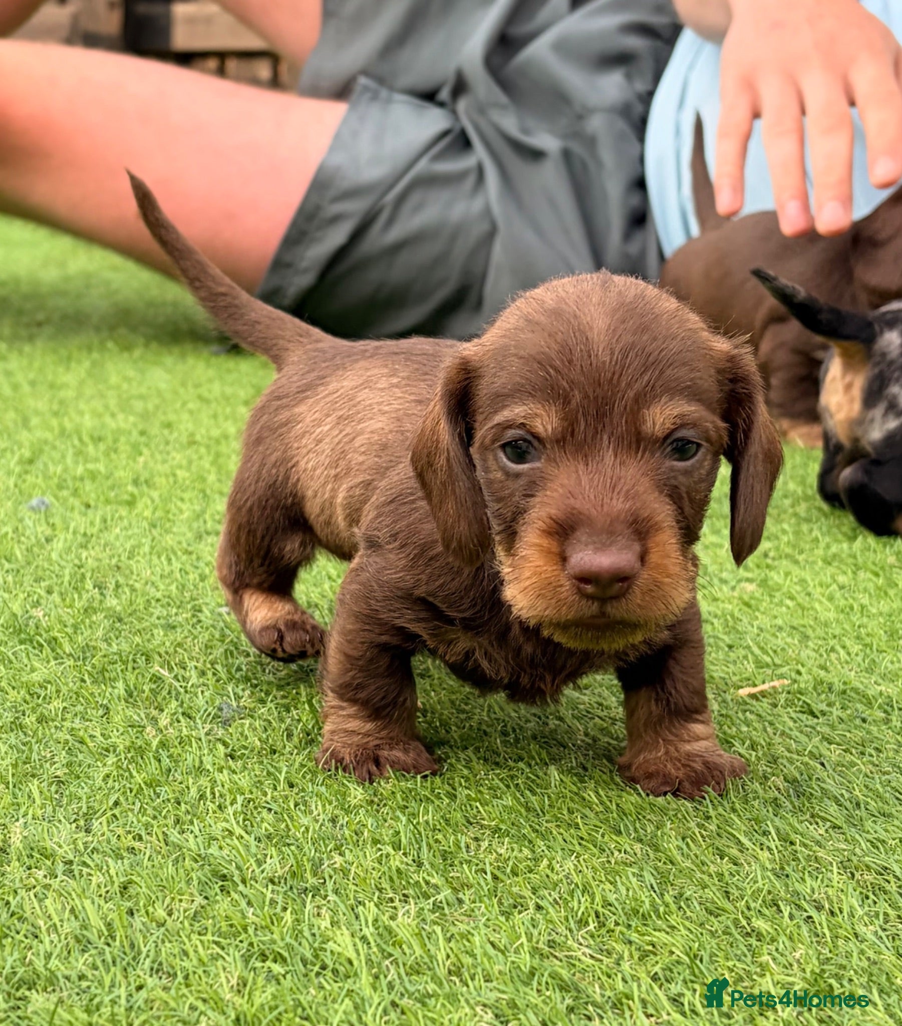 Miniature Dachshund dogs Miniature Wire Hair Dachshund  - Advert 17