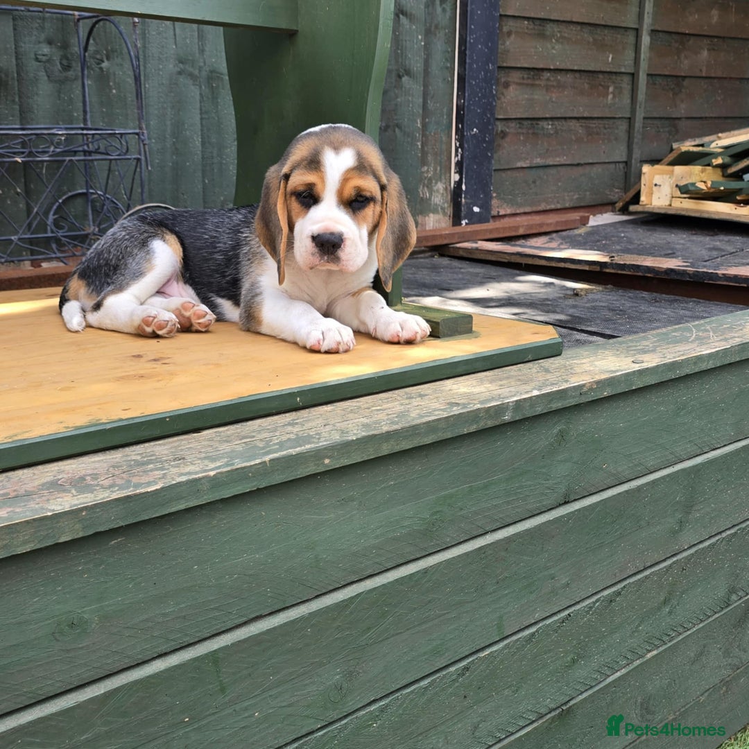 Beagle dogs for sale: 3 adorable beagle pups - Image 9