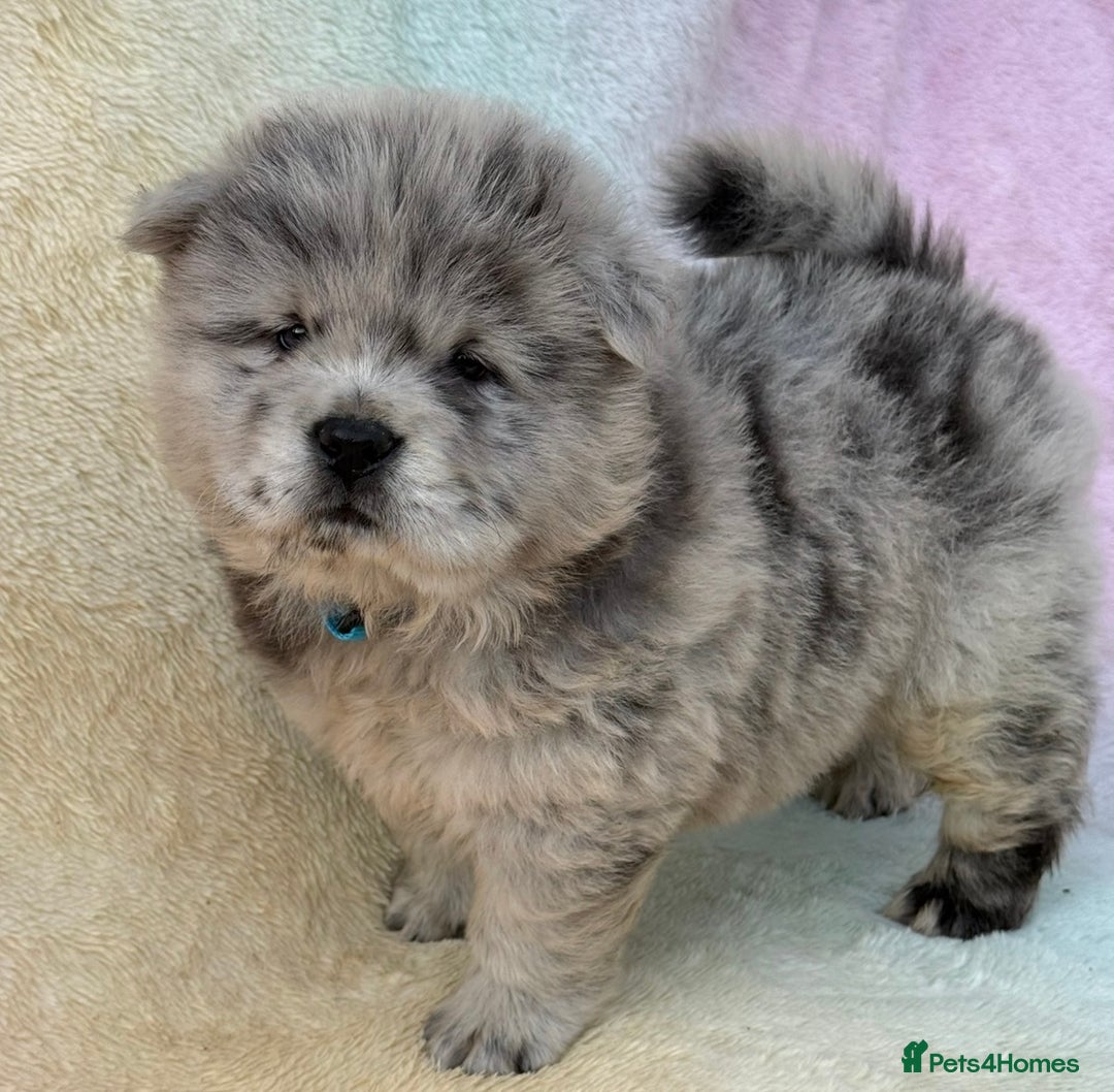 Chow Chow dogs for sale: American Blood Line Chow Chow Puppies  - Advert 5