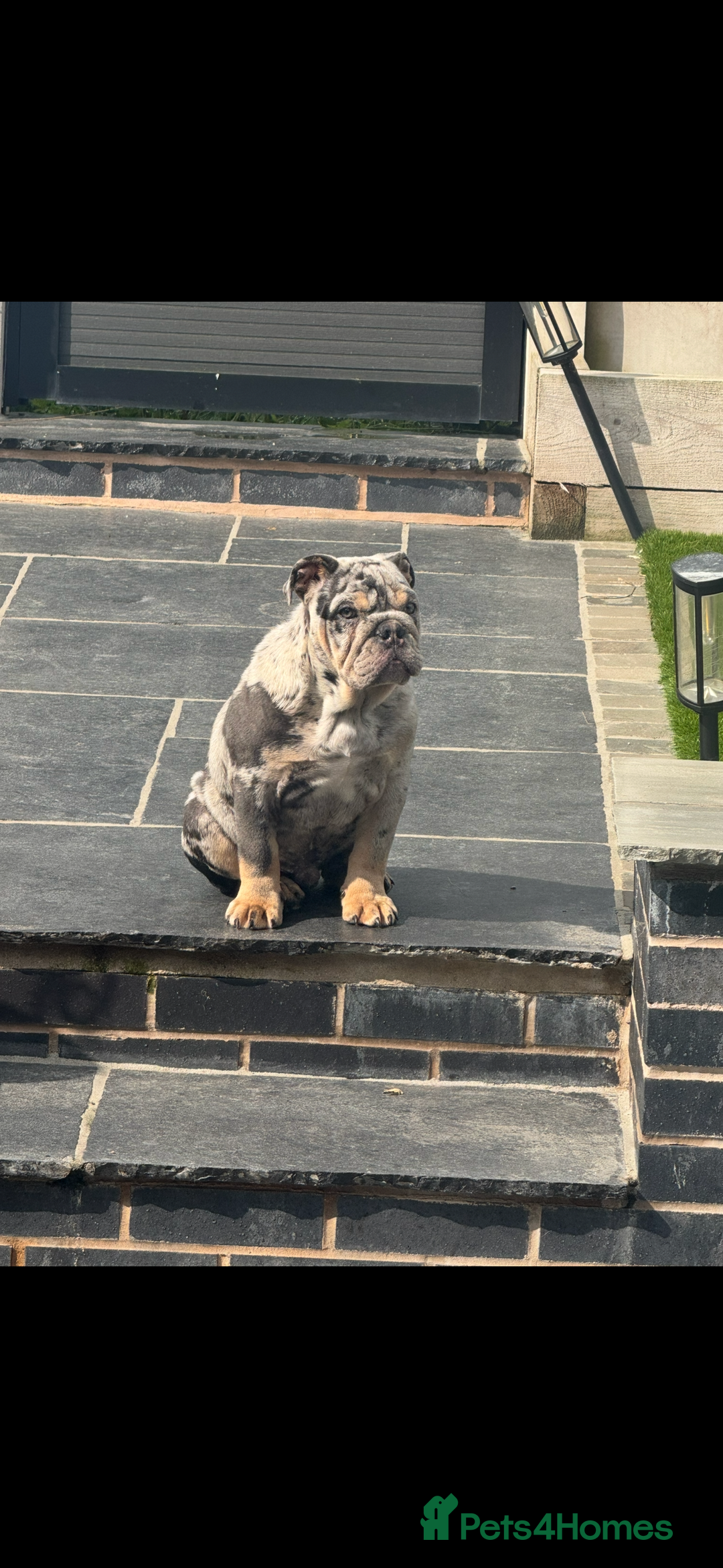 English Bulldog dogs for sale: Grey Merle male english bulldog puppy - Image 26