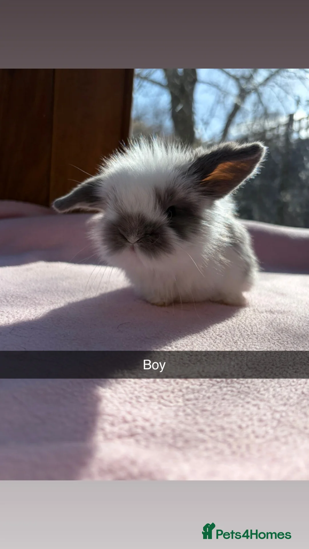 Mini Lion Lop rabbits for sale: Lion head/mini lop bunnies  - Advert 6