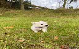 West Highland Terrier dogs for sale: Adorable West Highland Terrier Puppies - Image 6