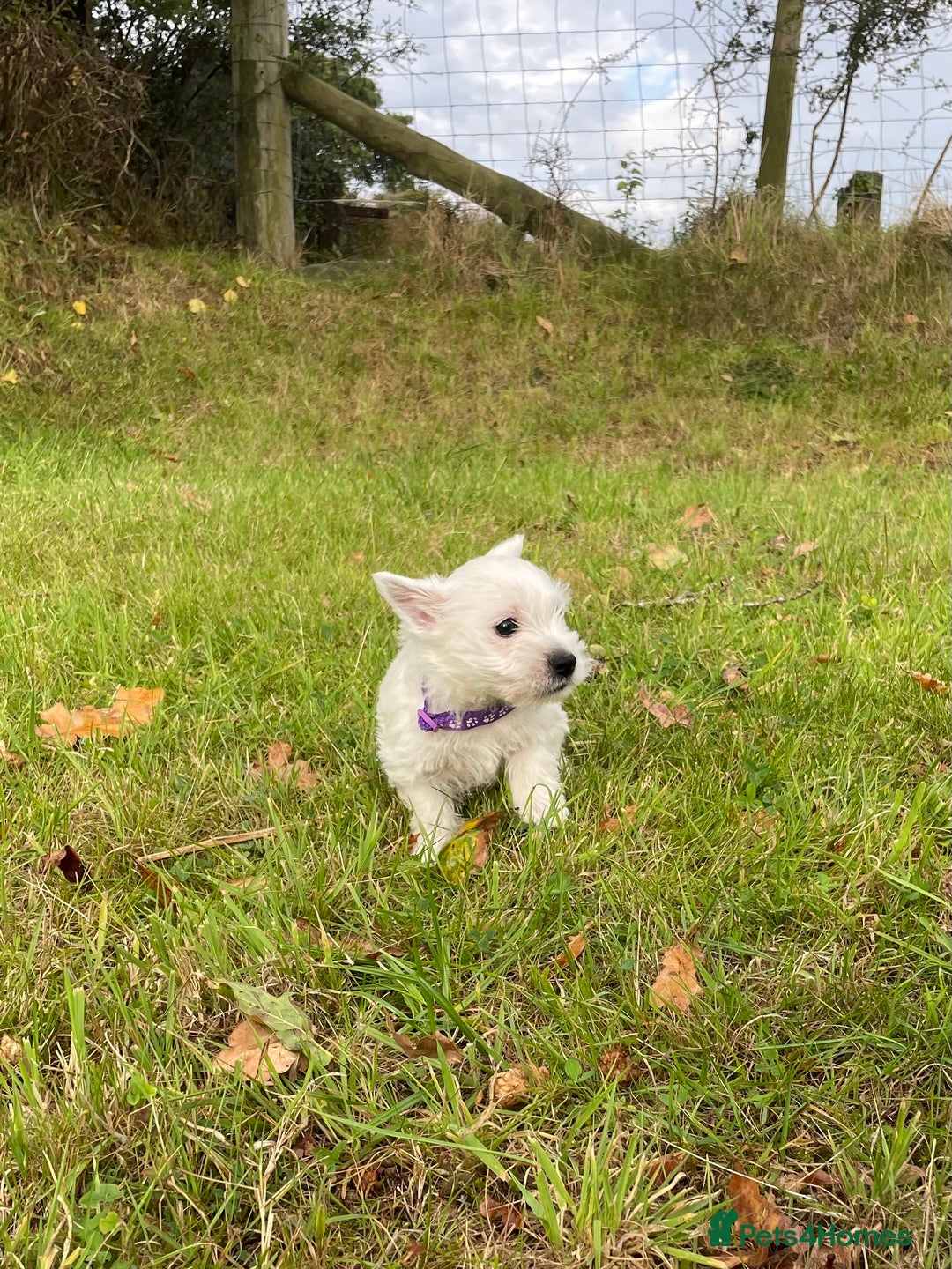 West Highland Terrier dogs for sale: Adorable West Highland Terrier Puppies - Image 6
