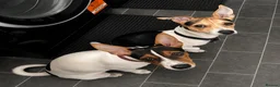 Jack Russell dogs for sale: 5 Stunning Tradition Jack Russell Puppies - Advert 20