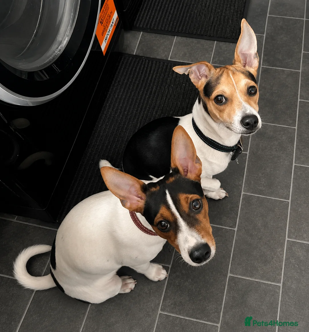 Jack Russell dogs for sale: 5 Stunning Tradition Jack Russell Puppies - Advert 20
