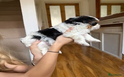 Biewer Terrier dogs for sale: Two beautiful puppies for sale. 1 boy 1 girl - Advert 10