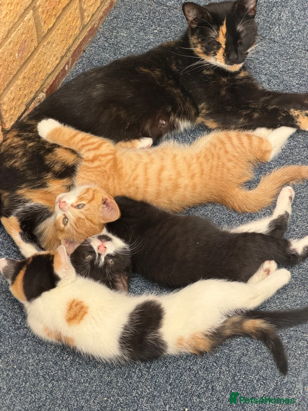 Mixed Breed cats for sale: Kittens for sale in Edgware - Advert 1