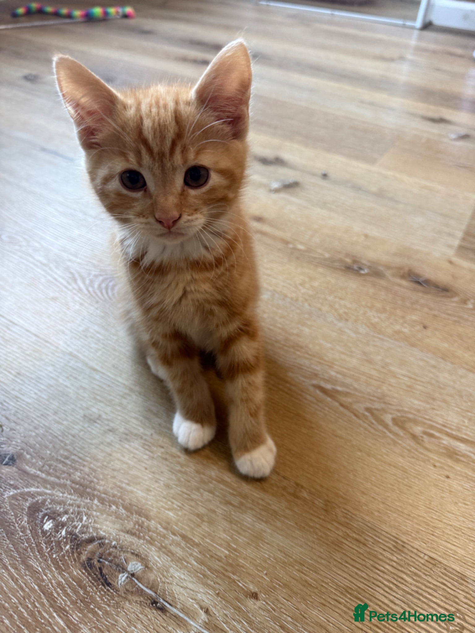 Mixed Breed cats Persian cross ginger male! READY NOW🩷 - Advert 1