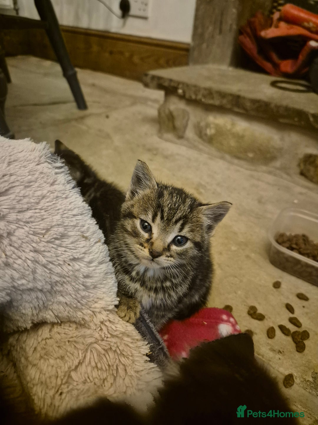 Mixed Breed cats for sale: Beautiful Kittens looking for forever homes  - Image 4