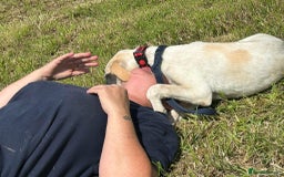 Mixed Breed dogs for adoption: Cheddar - Norwich Norfolk  - Image 10