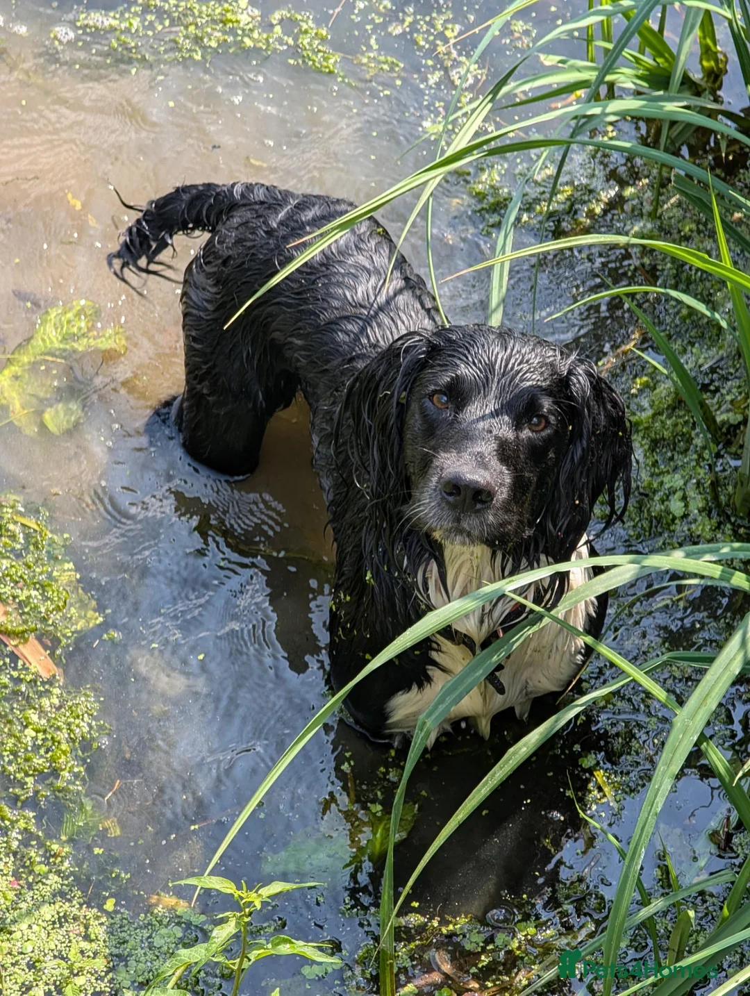 English Springer Spaniel dogs for stud: English Springer Spaniel for stud - black & white in High Wycombe - Advert 10