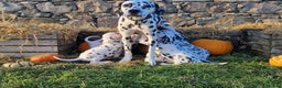 Dalmatian dogs for sale: KC Registered Dalmatian Puppies  - Advert 6