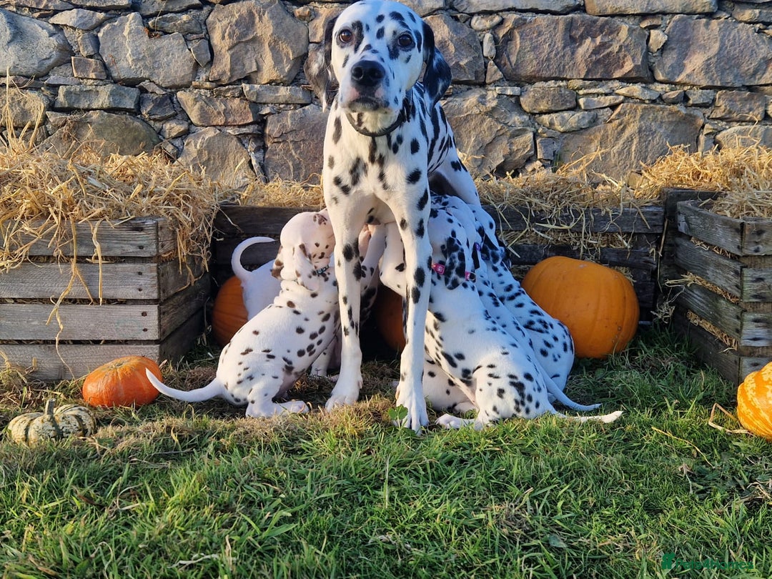 Dalmatian dogs for sale: KC Registered Dalmatian Puppies  - Advert 6