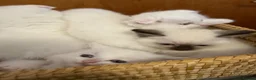 Scottish Fold cats for sale: Gorgeous Scottish Fold & Straight Kittens  in Ayr - Advert 10