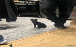 Patterjack dogs for sale: Patterjack puppie  - Image 1