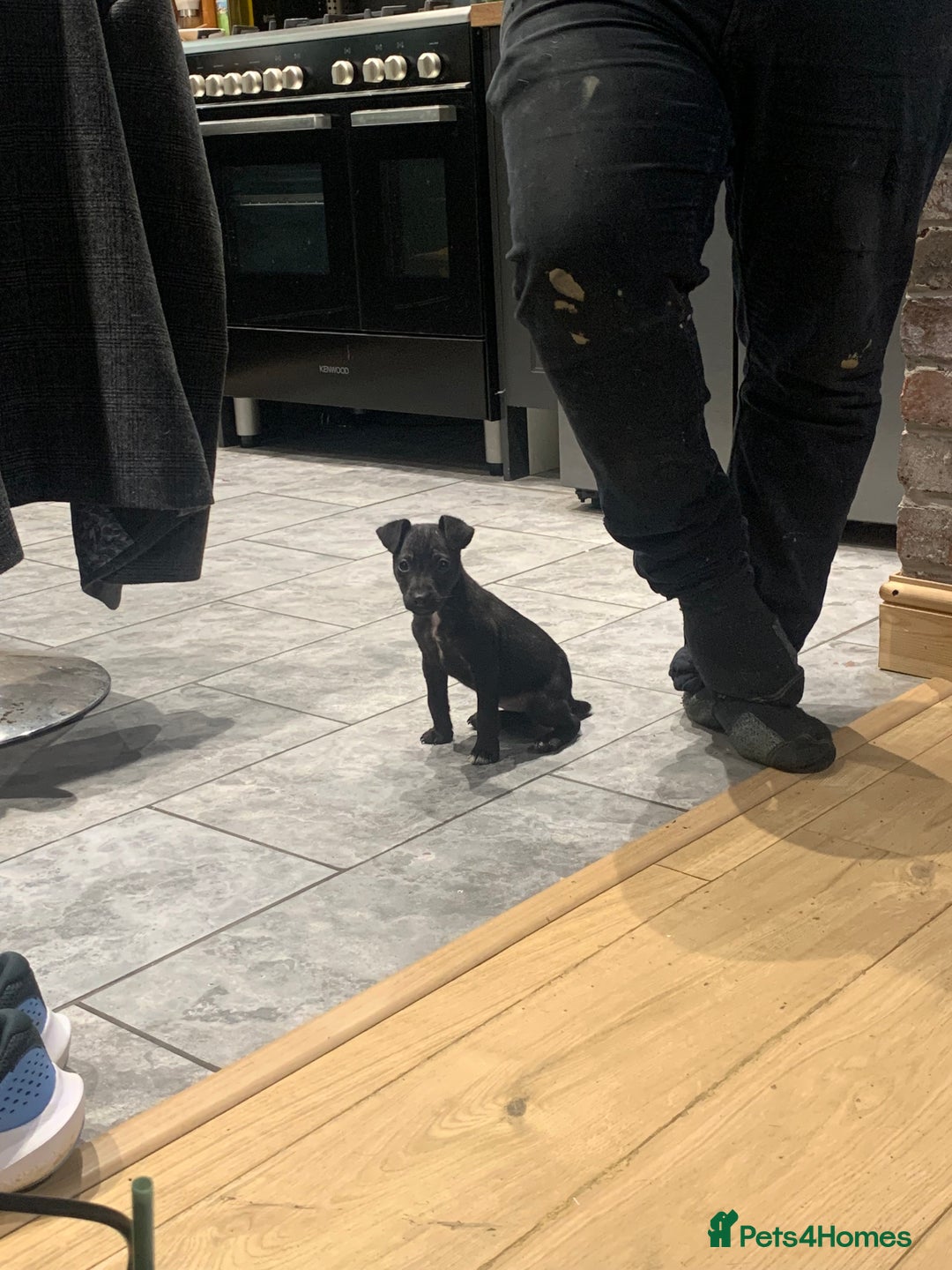 Patterjack dogs for sale: Patterjack puppie  - Image 1
