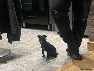 Patterjack dogs - Advert 11