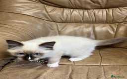 Ragdoll cats for sale: Beautiful Seal Ragdoll Kittens! 2 boys + 1 girl - Image 4