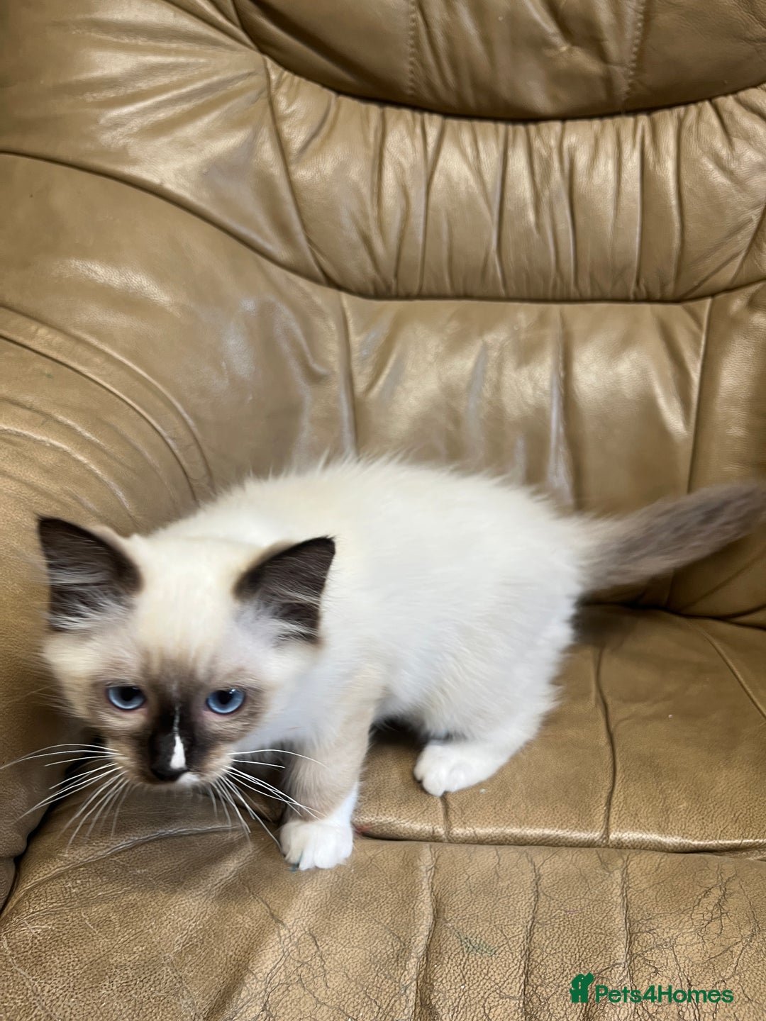 Ragdoll cats for sale: Beautiful Seal Ragdoll Kittens! 2 boys + 1 girl - Image 4