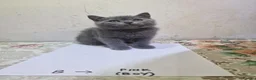 British Shorthair cats for sale: Premium Pedigree British Shorthair Kittens - Advert 10