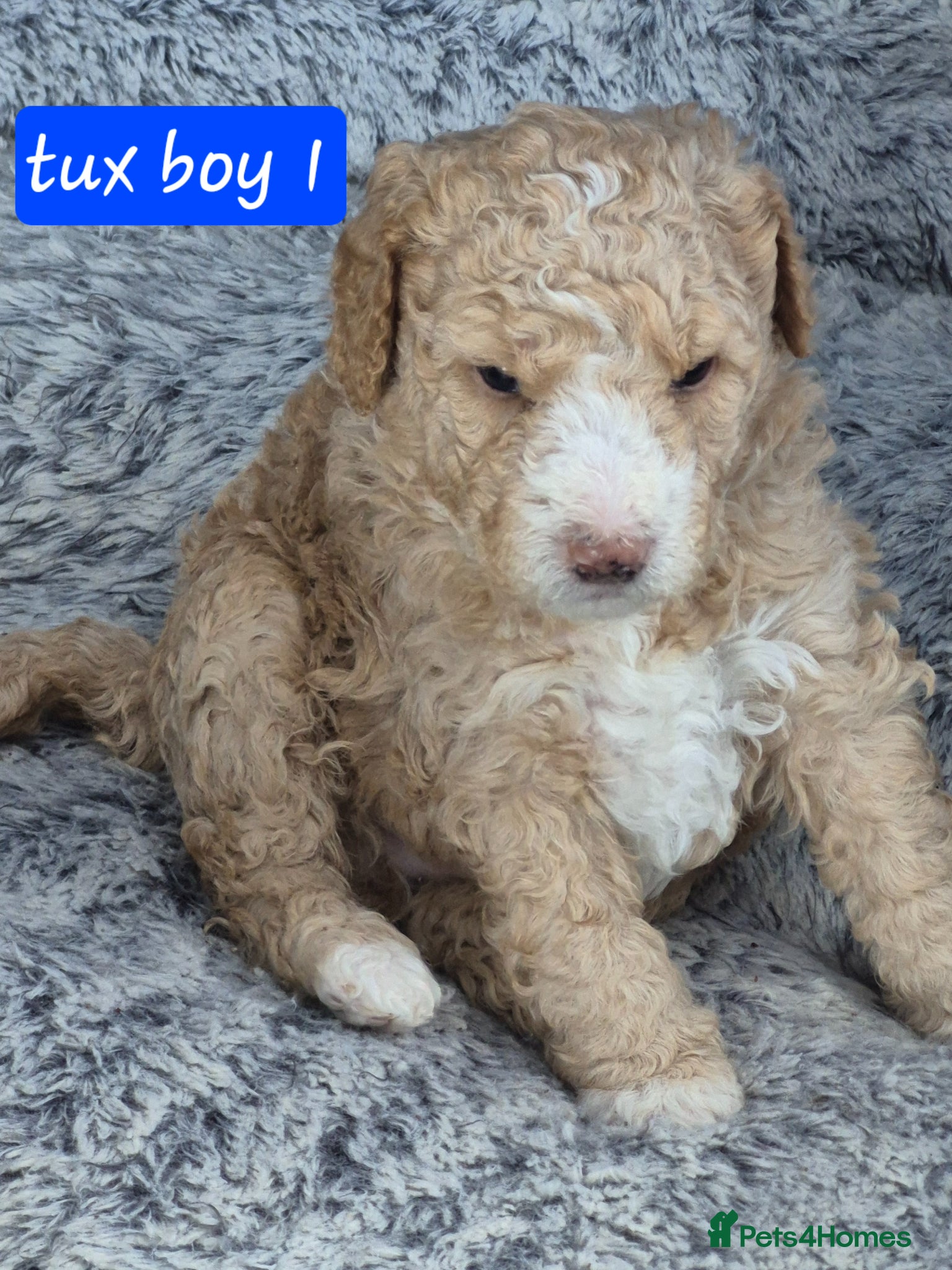 Double Doodle dogs Double doodle puppies updated +videos - Advert 1