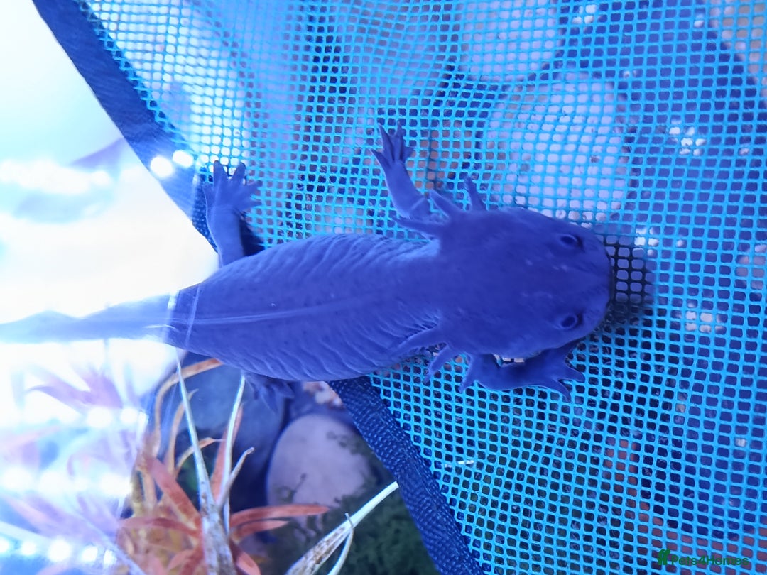 Axolotl reptiles for sale: 🪻Rare Lavender Axolotls Looking for a Loving Home - Advert 7