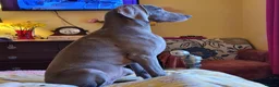 Weimaraner dogs for sale: Weimaraner KC REGISTERED 1yr Girl.  - Advert 17
