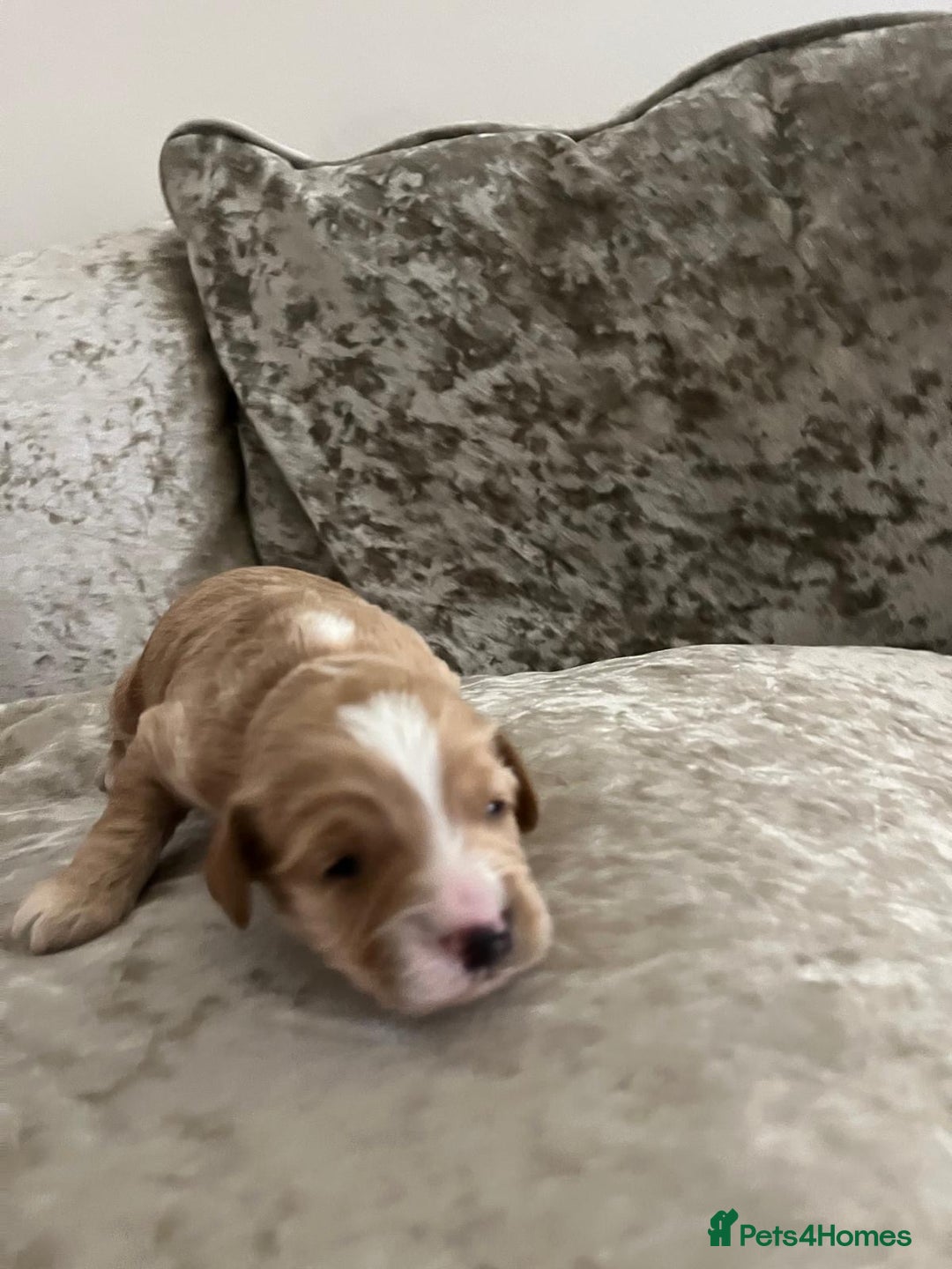 Cavapoo dogs for sale: F1 Cavapoo puppies - Advert 3