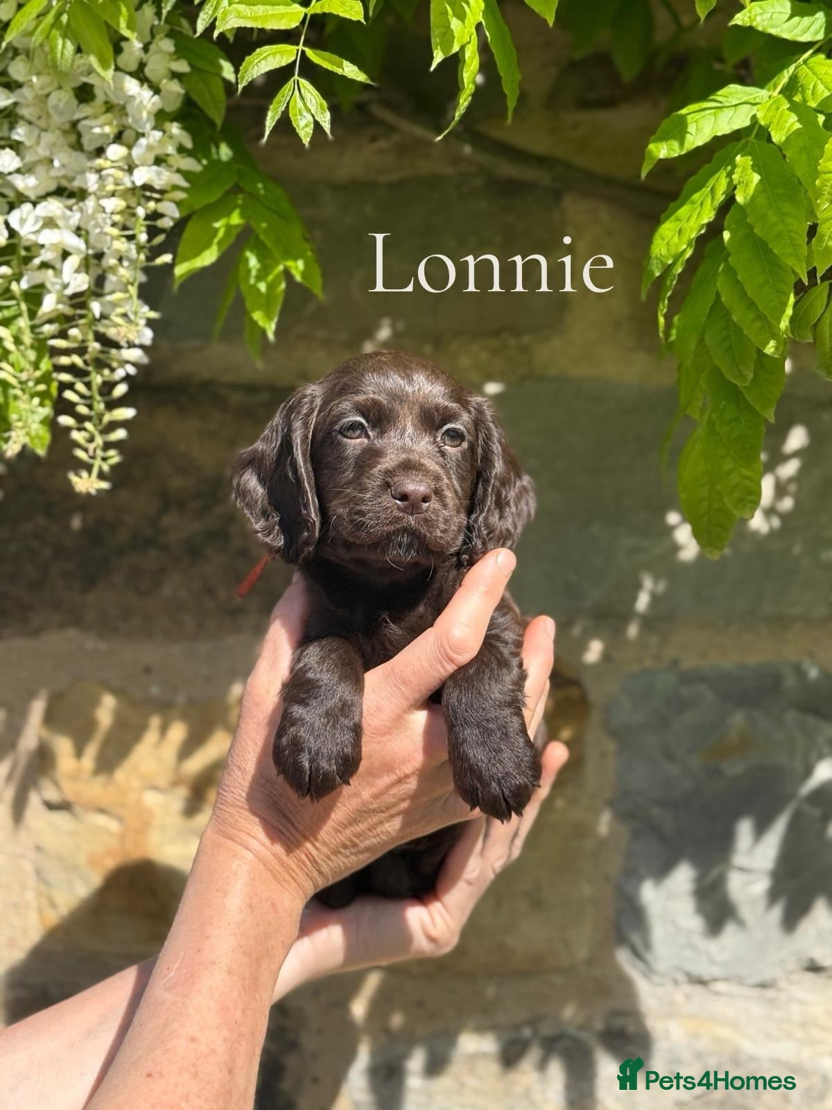 Cocker Spaniel dogs KC REGISTERED WOKRING COCKER SPANIEL PUPS  - Advert 1