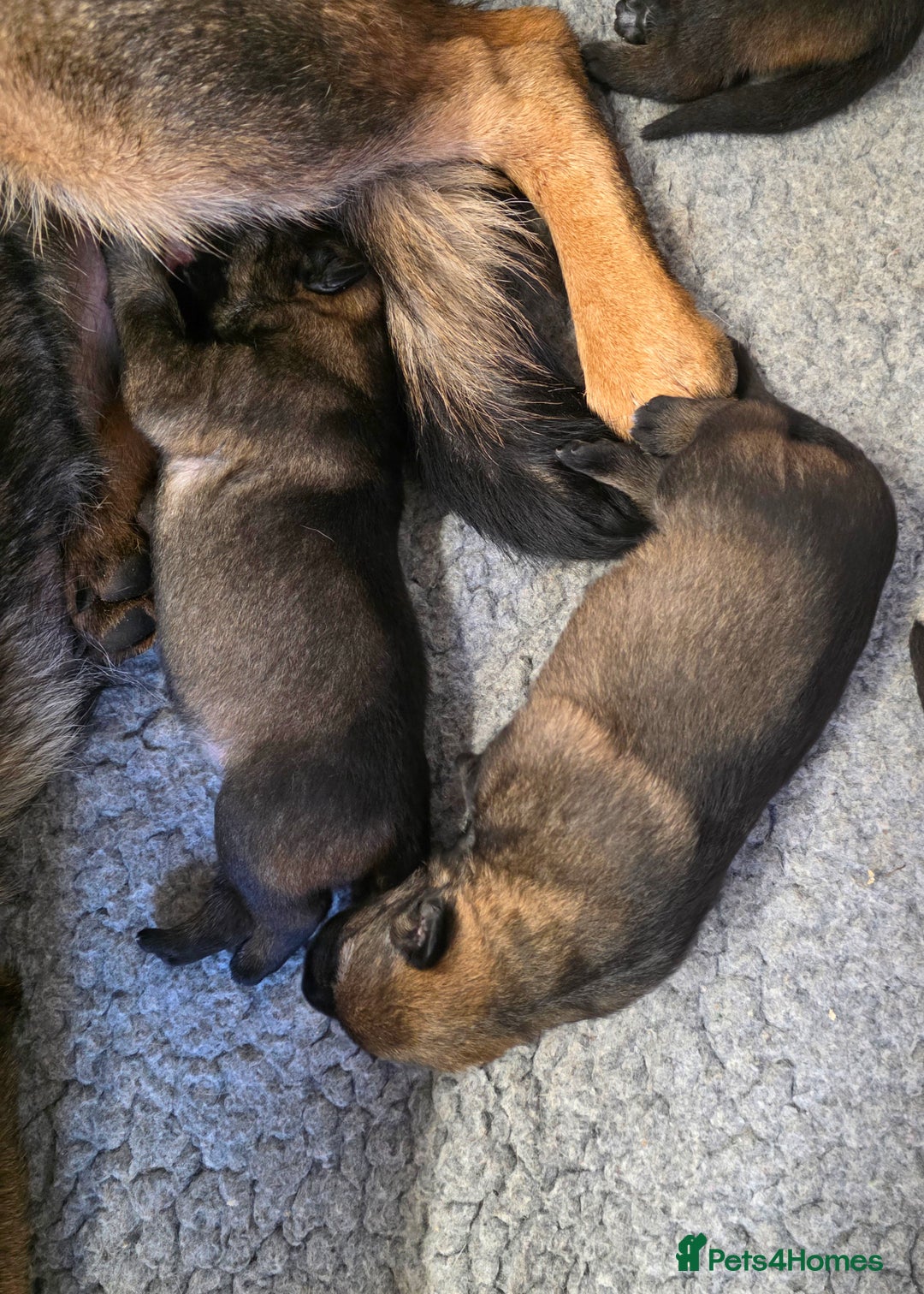 German Shepherd dogs for sale: Superb Working Line German Shepherds  - Advert 3