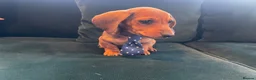Dachshund dogs for sale: Dachshund puppies  in Llanelli - Advert 14