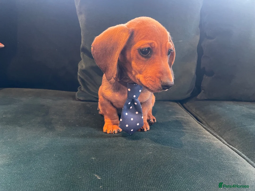 Dachshund dogs for sale: Dachshund puppies  in Llanelli - Advert 14